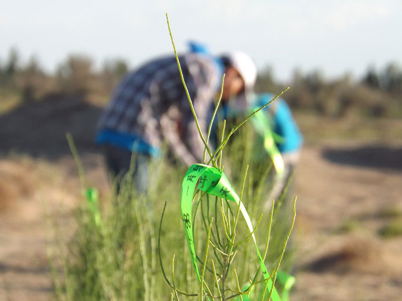 7��14�����磬��ҁ��������֌���ٛ�ߵľG�z��ϵ��������������ͽz����ꖹ����ҫ���W���Gɫ�Ĺ�â��