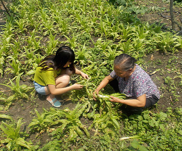 ��������æ�_�y��ժ�Ĳ˲��ϸ���ժ��Ч�ʵ�����(j��ng)�^������Ϥ��ָ�����ܿ�꠆T���M���ˠ�B(t��i)��