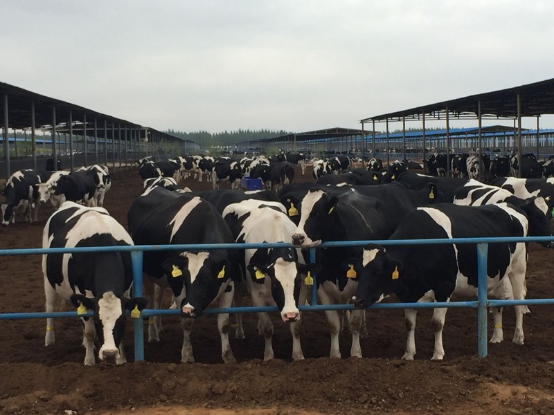 ���w��ɳĮ�ｨ�O����ţ����