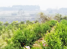 �������ܵ��l(xi��ng)�����ǰ���ӷ��s����������ؚ�F����С����ͨ�^���������(y��u)���Ľ�(j��ng)��(j��)��������׃��ؚ�F��ò������̽۴��S������ɵ��r(n��ng)��@�����S������롭