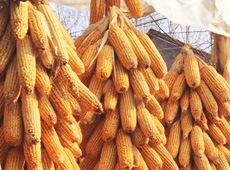 �Ŵ���������֮����