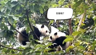 �L�L��̫�ɐ�����С��ȫ�̡���ĸЦ����