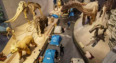 這個(gè)博物館推出與恐龍“同眠”