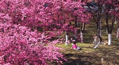 云南大理：春到蒼山下 櫻花璨如霞