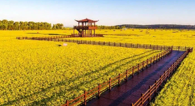 AI新農(nóng)具如何填滿“中國(guó)飯碗”？