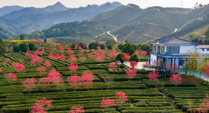 廣西昭平：春日茶園景色美