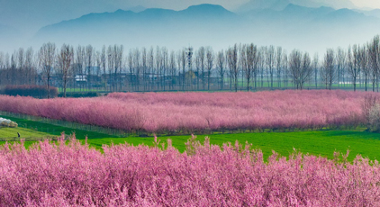 陜西西安：秦嶺山下梅花綻放