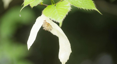 “植物活化石”珙桐在三峽壩區(qū)綻放